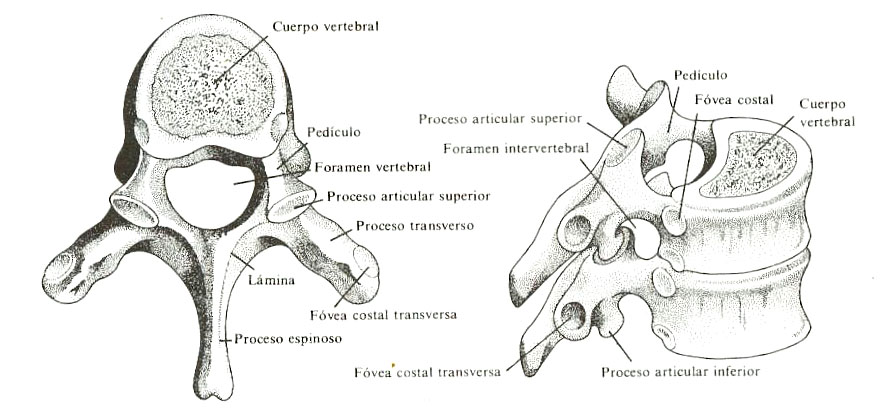 Partes de las vertebras vertebras